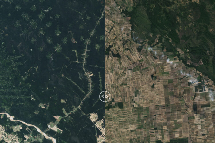 Deforestation in Bolivia’s Chiquitano dry forests